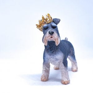 Schnauzer Adult Dog