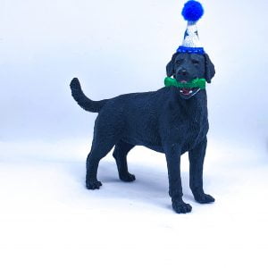 Black Labrador Dog