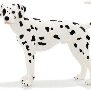 Adult Dalmatian
