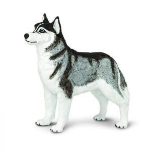 Husky