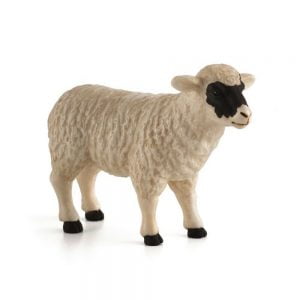 Scottish Mama Sheep Ewe