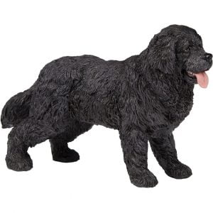 Newfoundland Dog
