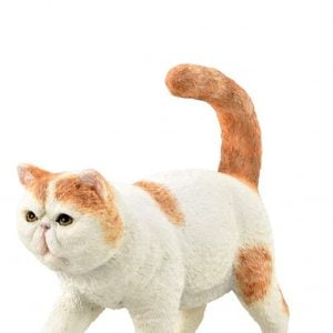 British Short Haired Cat