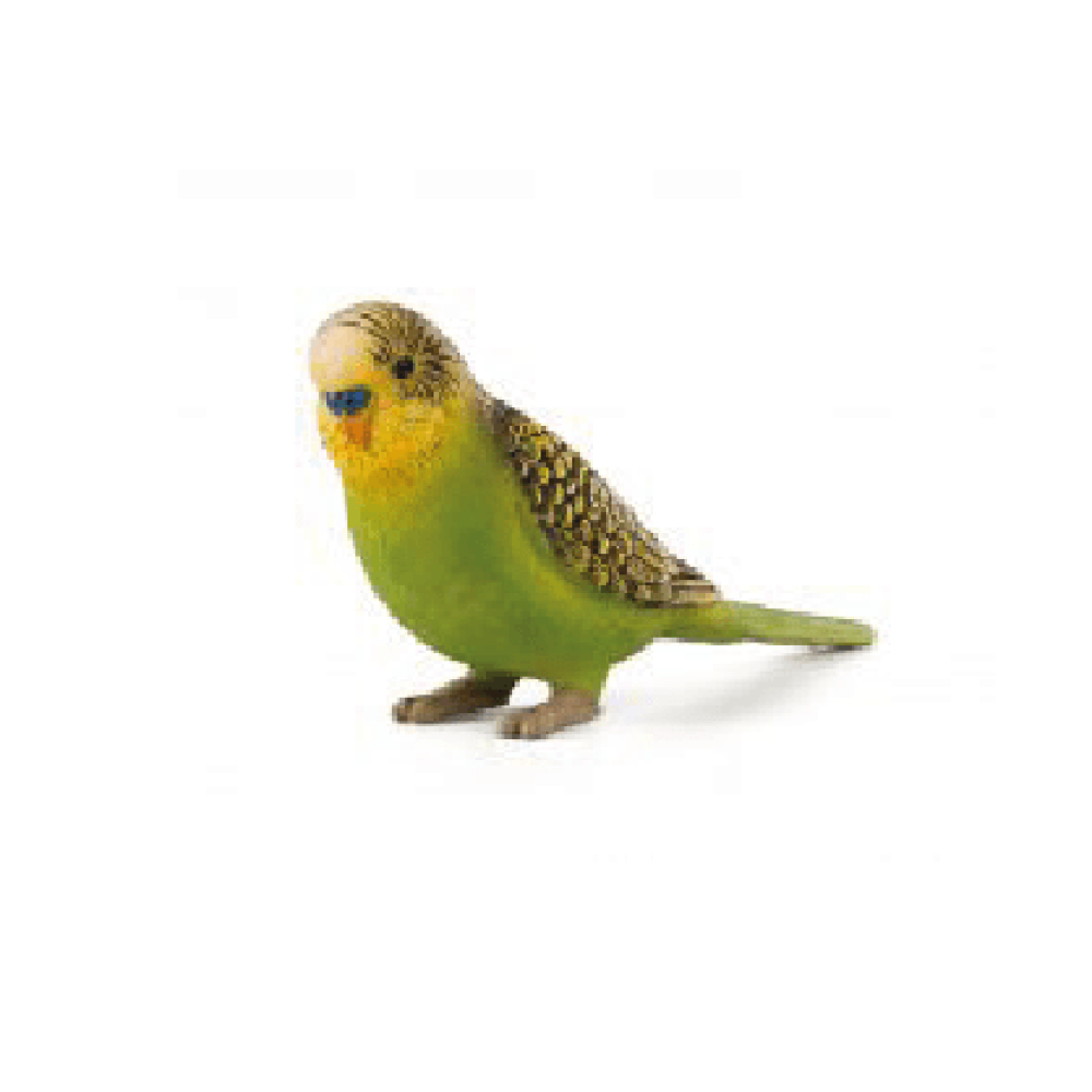green budgie